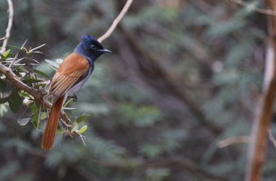 African Paradise Flycatcher (Terpsiphone viridis)