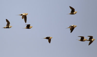 Chestnut-bellied Sandgrouse (Pterocles exustus)