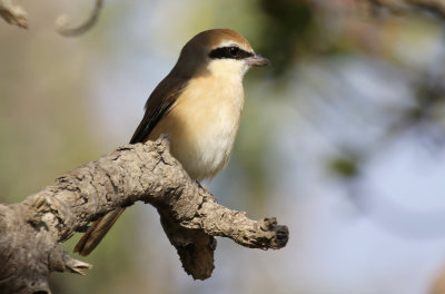 Red-tailed Shrike (Lanius phoenicuroides)