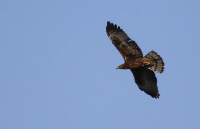 Crested (Oriental) Honey Buzzard (Pernis ptilorhynchus) Oman - Muscat - Al Qurm Park