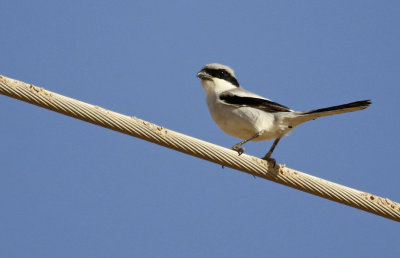 Great Grey Shrike (Lanius excubitor)