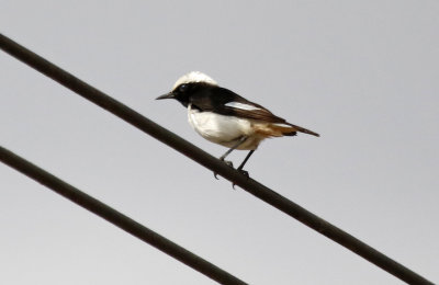 Arabian Wheatear (Oenanthe lugentoides)