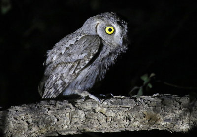 Arabian Scops Owl (Otus pamelae) Oman - Dhofar - Ayn Hamran