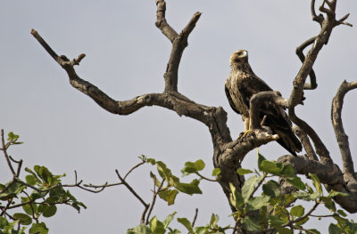 Eastern Imperial Eagle (Aquila heliaca)