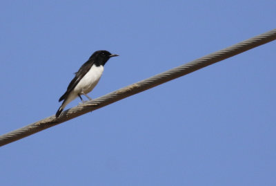 Humes Wheatear (Oenanthe albonigra) Oman - Ash Sharqiyah