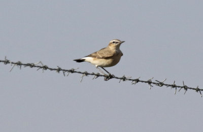 Isabelline Wheatear (Oenanthe isabellina) Oman - Salalah 