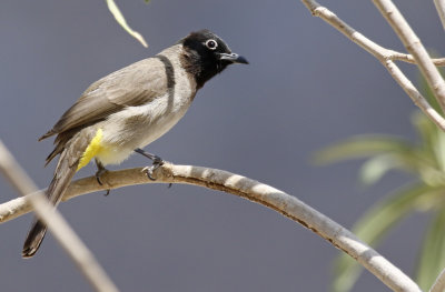 White-spectacled Bulbul (Pycnonotus xanthopygos)