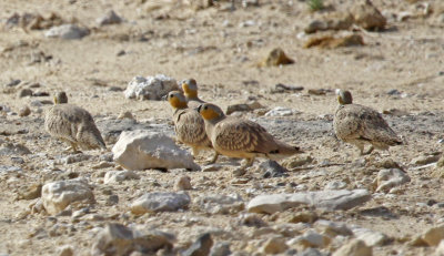 Crowned Sandgrouse (Pterocles coronatus)