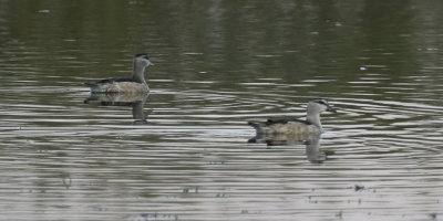 Cotton Pygmy Goose (Nettapus coromandelianus) Oman - Salalah - West Khawr