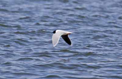 Little Gull (Hydrocoloeus minutus)