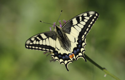 Lepidoptera: Butterflies and moths