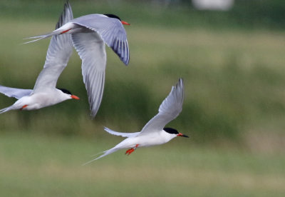 Roseate Tern (Sterna dougallii)