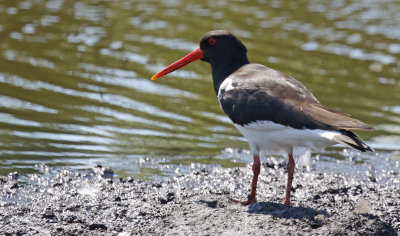 Eurasian Oystercatcher (Haematopus ostralegus)