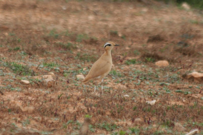 Cream Coloured Courser (Cursorius cursor)