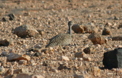 Houbara Bustard (Chlamydotis undulata)