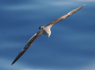 Greece Birdwatching 2014