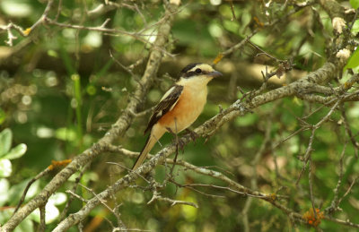 Masked Shrike (Lanius nubicus) Greece - Central Macedonia - Serres