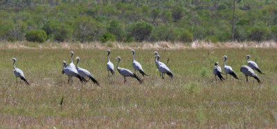 Blue Crane (Grus paradisea)