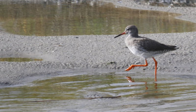 Common Redshank (Tringa totanus)