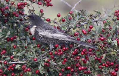 Ring Ouzel (Turdus Torquatus)