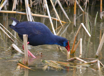 Purple Swamphen (Porphyrio porphyrio) Barcelona, Delta del Llobregat