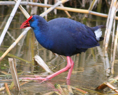 Purple Swamphen (Porphyrio porphyrio) Barcelona, Delta del Llobregat