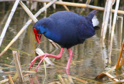 Purple Swamphen (Porphyrio porphyrio) Barcelona, Delta del Llobregat