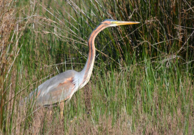 Purple Heron (Ardea purpurea)