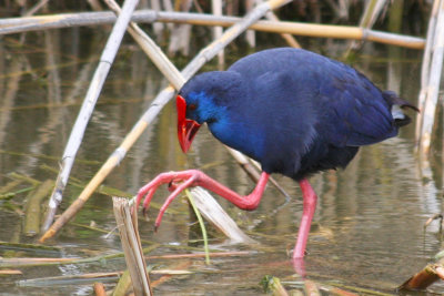 Purple Swamphen (Porphyrio porphyrio) Barcelona, Delta del Llobregat