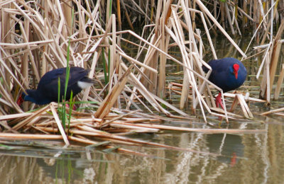 Purple Swamphen (Porphyrio porphyrio) Barcelona, Delta del Llobregat