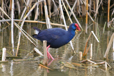 Purple Swamphen (Porphyrio porphyrio) Barcelona, Delta del Llobregat