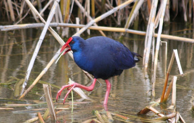 Purple Swamphen (Porphyrio porphyrio) Barcelona, Delta del Llobregat