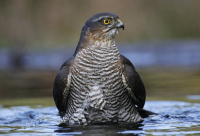 Sperwer / Eurasian Sparrowhawk (Accipiter nisus) HBM Fotohut#3 Lemelerberg - Twente (OV).