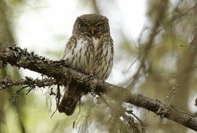 Eurasian Pygmy Owl (Glaucidium passerinum)