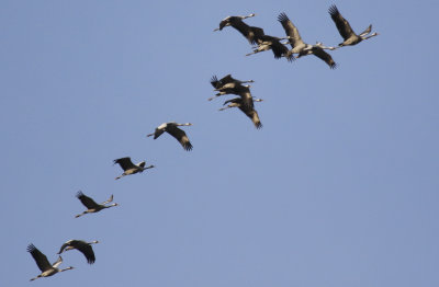 Common Crane (Grus grus) Maastricht - Sint Pietersberg (LI)