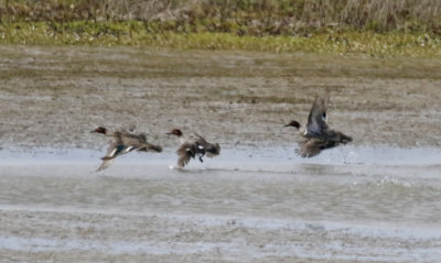 Green-winged Teal (Anas carolinensis) Male on the right - Zuidland - Polder Beningerwaard (ZH)