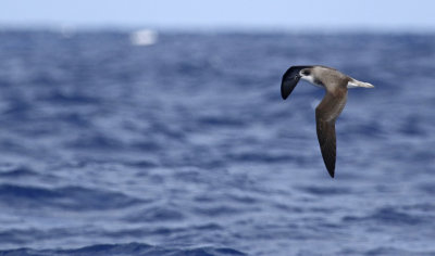 Desertas Petrel (Pterodroma deserta)