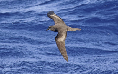 Bulwer's Petrel (Bulweria bulwerii)