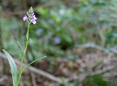 Madeiran Orchid (Dactylorhiza foliosa ) Madeira - Parque Natural do Ribeiro Frio