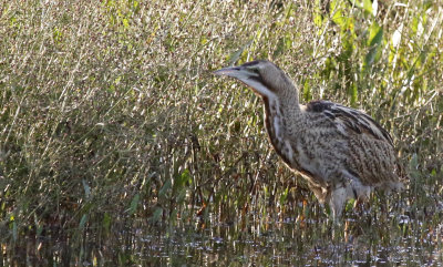 Great Bittern (Botaurus stellaris) Zevenhuizerplas (ZH)