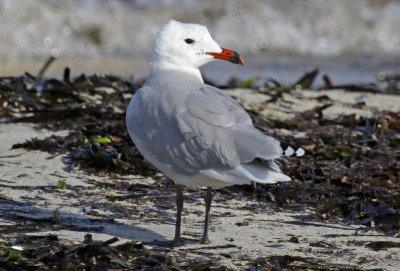 Audouin's Gull (Ichthyaetus audouinii)