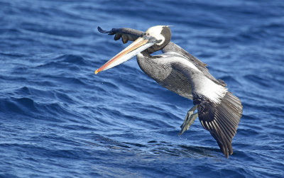 Peruvian Pelican (Pelecanus thagus)
