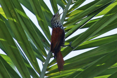 Point-tailed Palmcreeper (Berlepschia rikeri) Suriname - Airport