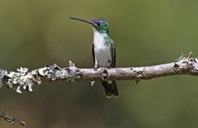 Andean Emerald (Uranomitra franciae)