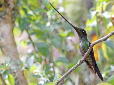 Sword-billed Hummingbird (Ensifera ensifera)