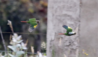Birds of Colombia: Record Shots