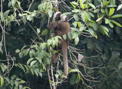 Varied White-fronted Capuchin (Cebus versicolor)