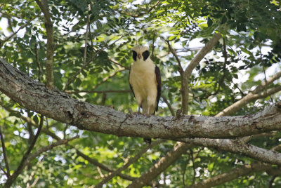 Laughing Falcon (Herpetotheres cachinnans)