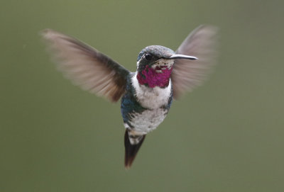 White-bellied Woodstar (Chaetocercus mulsant)