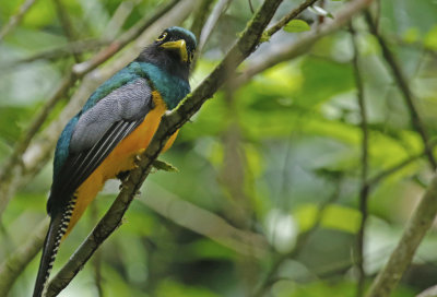 Choco Black-throated Trogon (Trogon cupreicauda)